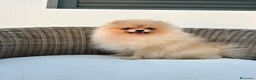 Pomerania perros en venta: Pomerania hembra toy - Anuncio 1
