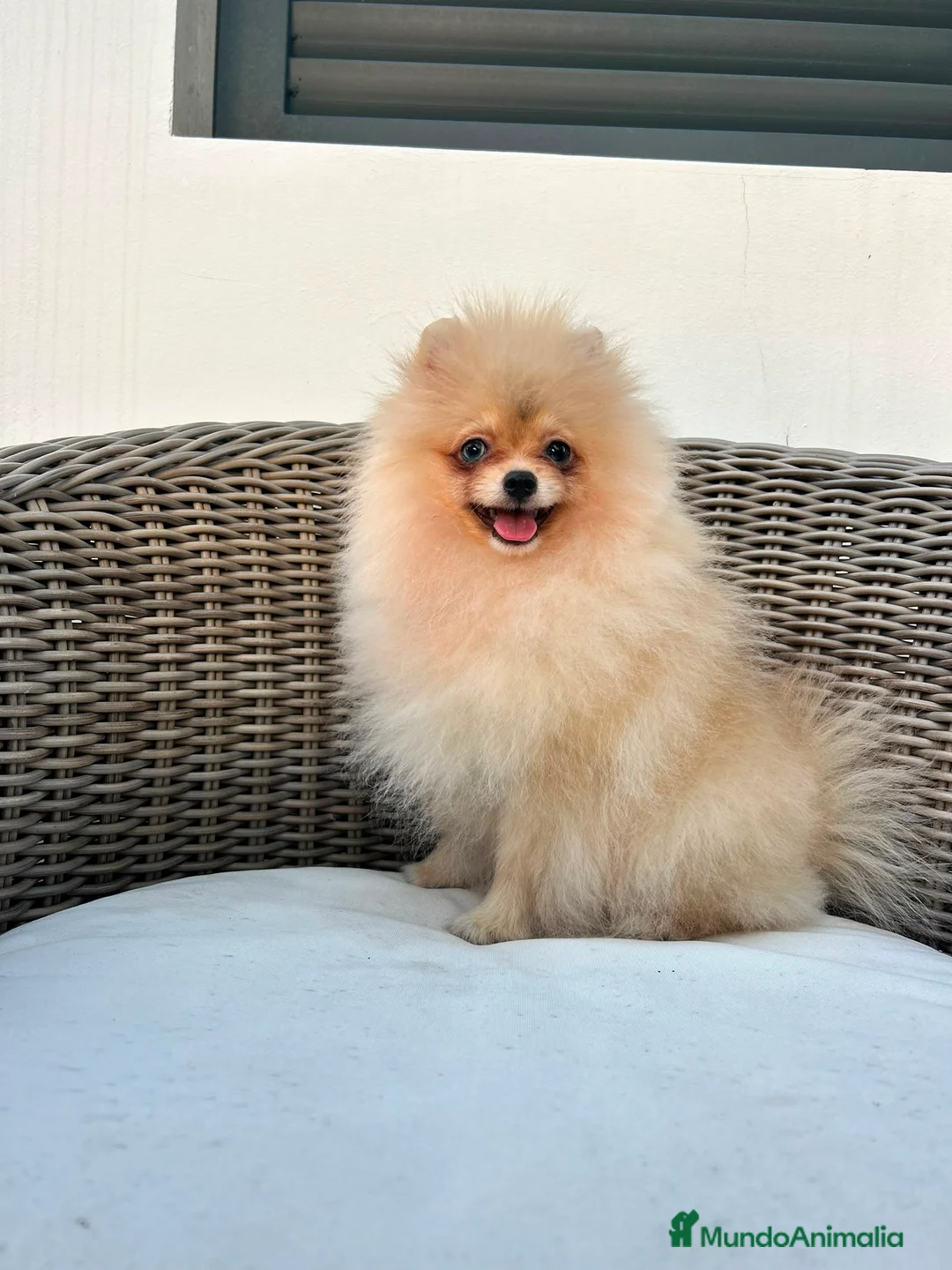 Pomerania perros en venta: Pomerania hembra toy - Anuncio 1