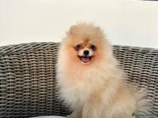 Pomerania perros Pomerania hembra toy - Anuncio 25