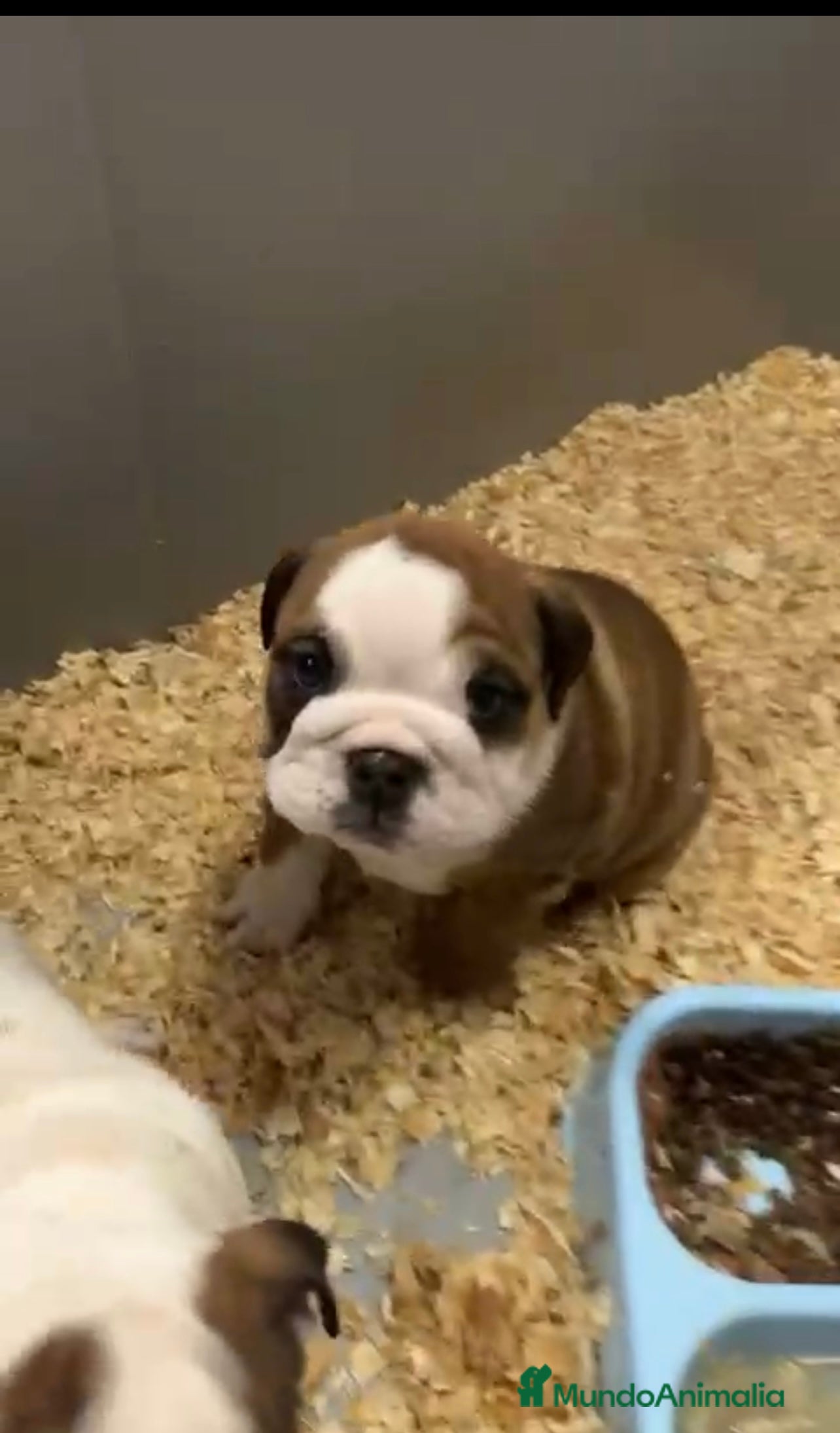 Bulldog Inglés perros CAMADA DE BULLDOG INGLÉS PRECIOSOS - Anuncio 2