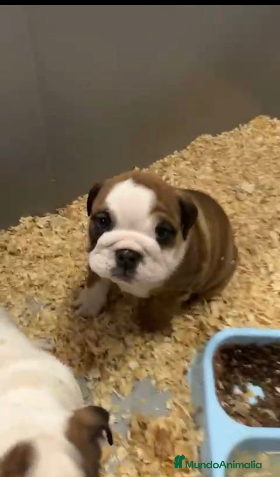 Bulldog Inglés perros en venta: CAMADA DE BULLDOG INGLÉS PRECIOSOS - Anuncio 2