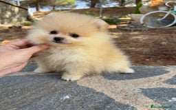 Pomerania perros en venta: Pomerania Toy hembra - Imagen 2