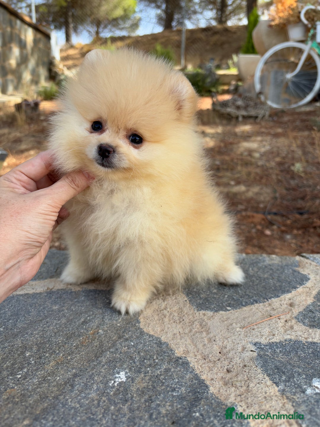 Pomerania perros en venta: Pomerania Toy hembra - Imagen 2