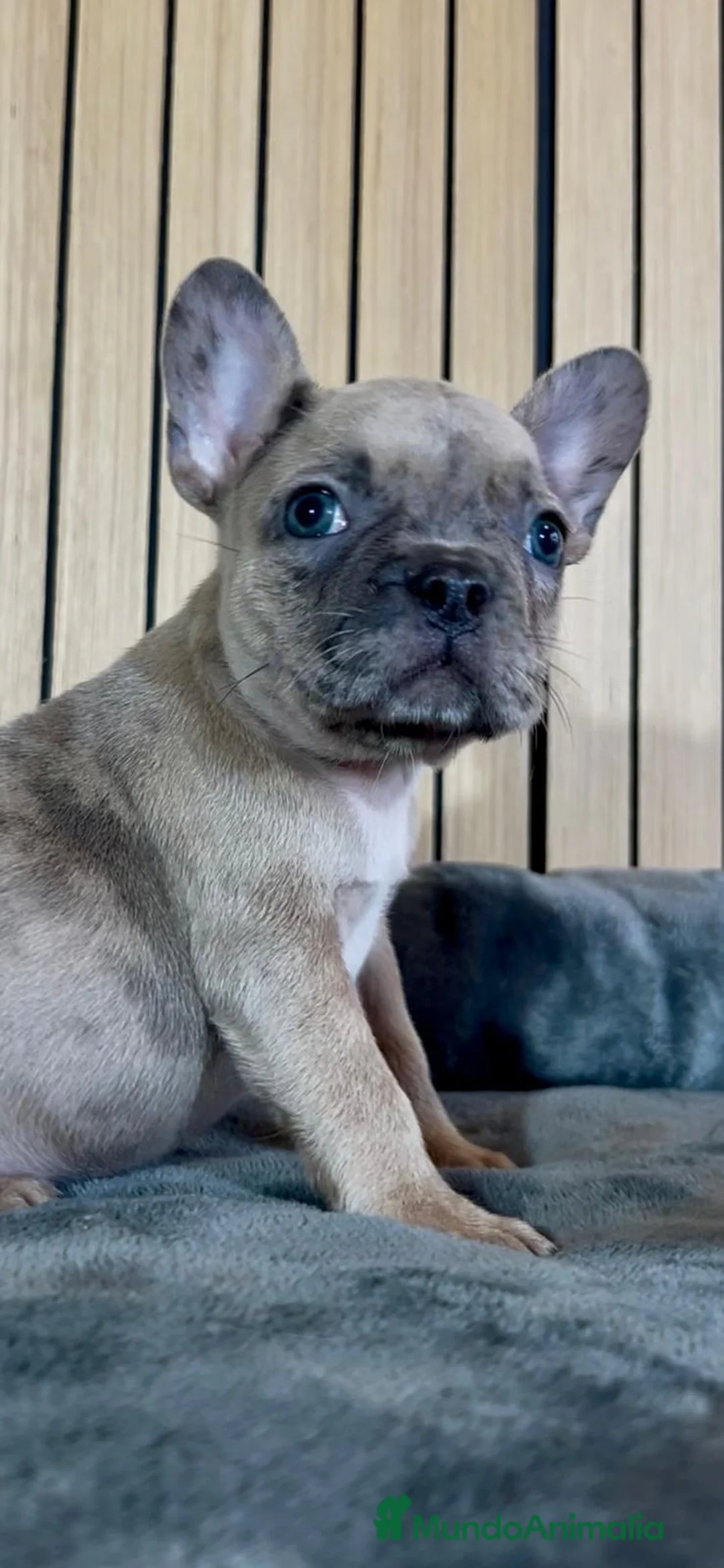 Bulldog Francés perros en venta: Bulldog francés merles hembras - Anuncio 2