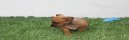 Raza Mixta perros en venta: Minijack  - Anuncio 14