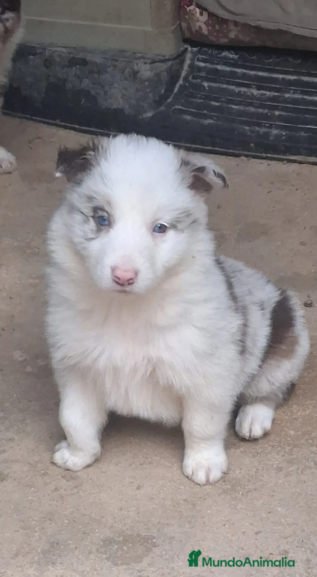 Border Collie perros en venta: Boder collie camada 1  - Anuncio 9