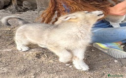 Husky Siberiano perros en venta: HUSKY Y LOBO ARTICO - Imagen 6