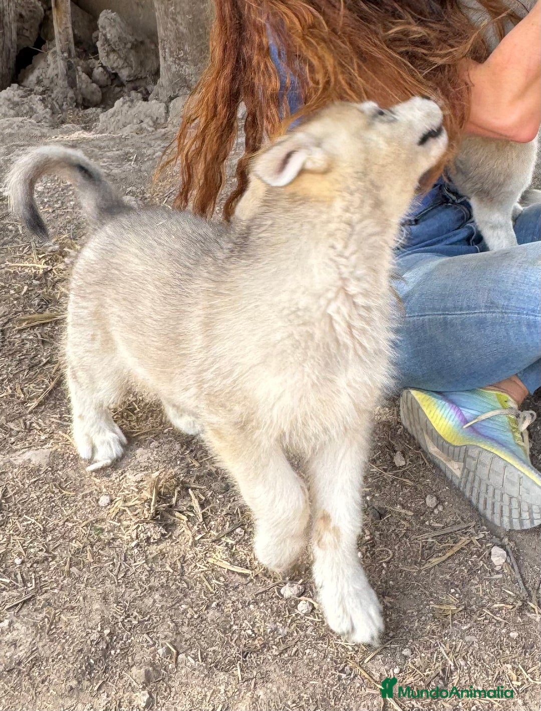 Husky Siberiano perros en venta: HUSKY Y LOBO ARTICO - Imagen 6
