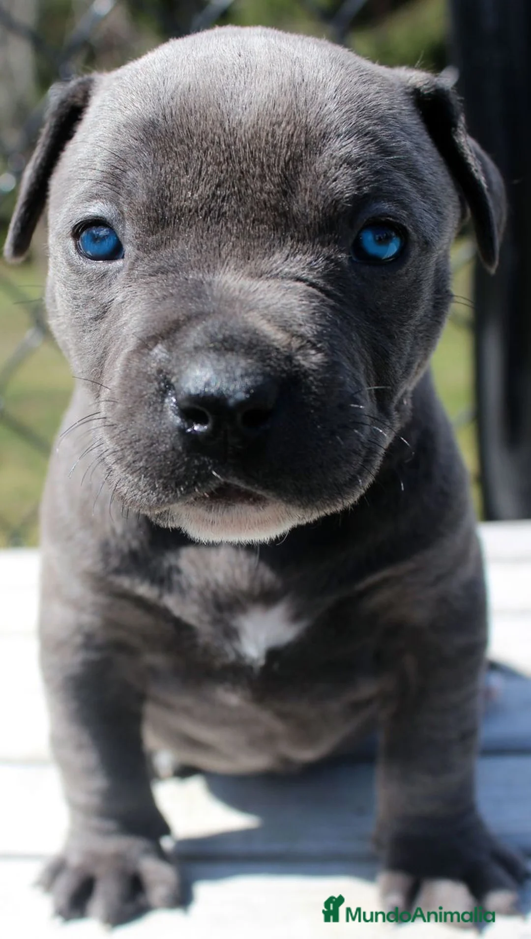 American Staffordshire-Terrier perros en venta: AMERICAN STAFFORD BLUE OJOS AZULES en Sevilla - Anuncio 4