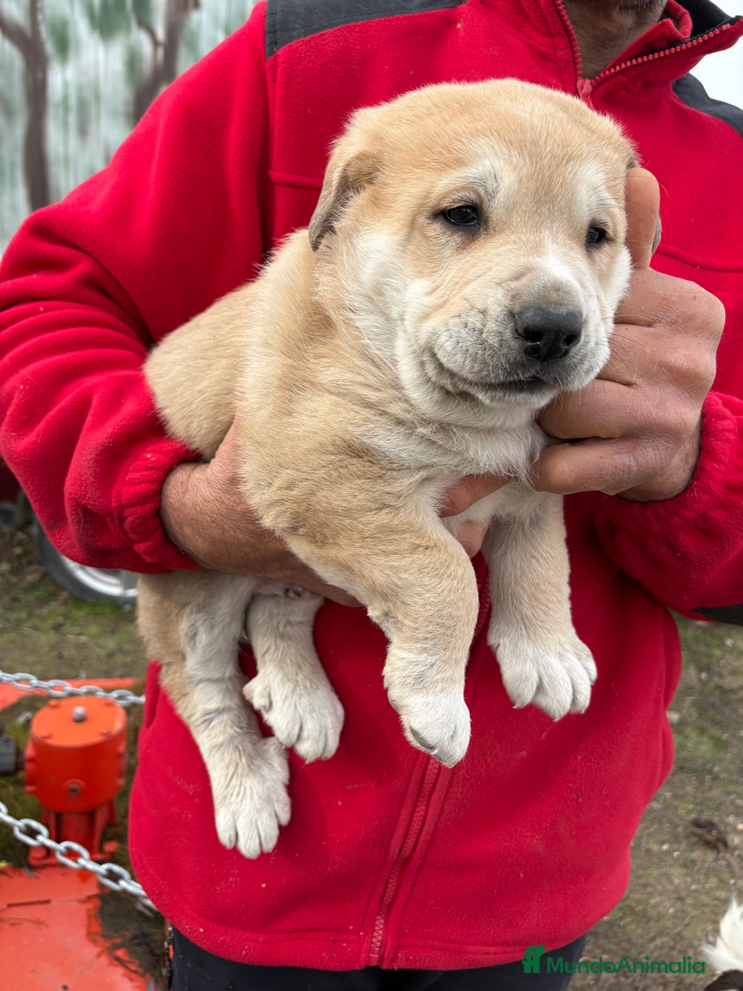 Mastín Español perros en venta: Macho mastín Español cachorro - Anuncio 1
