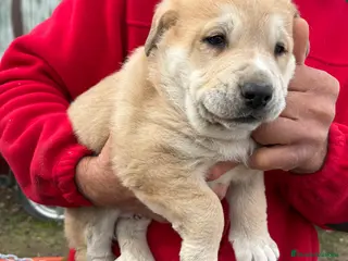 Mastín Español perros Macho mastín Español cachorro - Anuncio 2