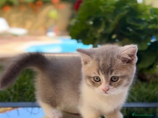Munchkin gatos - Anuncio 2