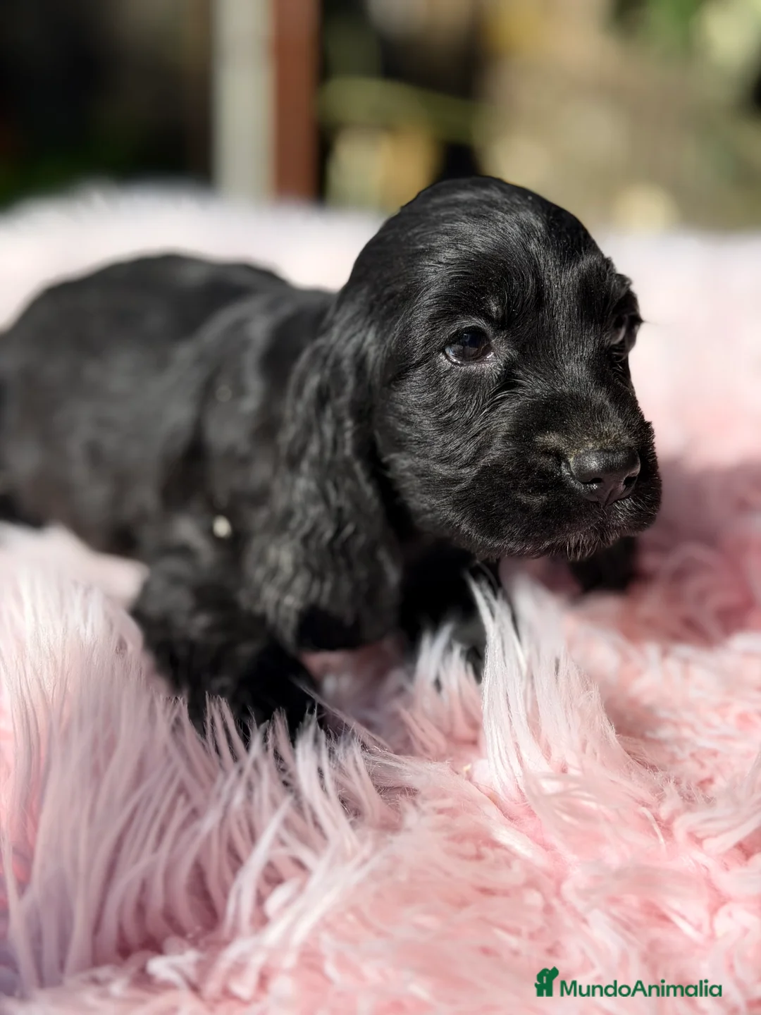 Cocker Spaniel Inglés perros en venta: Cocker inglés hembra negra  - Anuncio 2