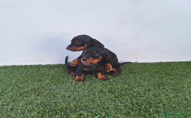 Teckel Miniatura perros - Anuncio 9