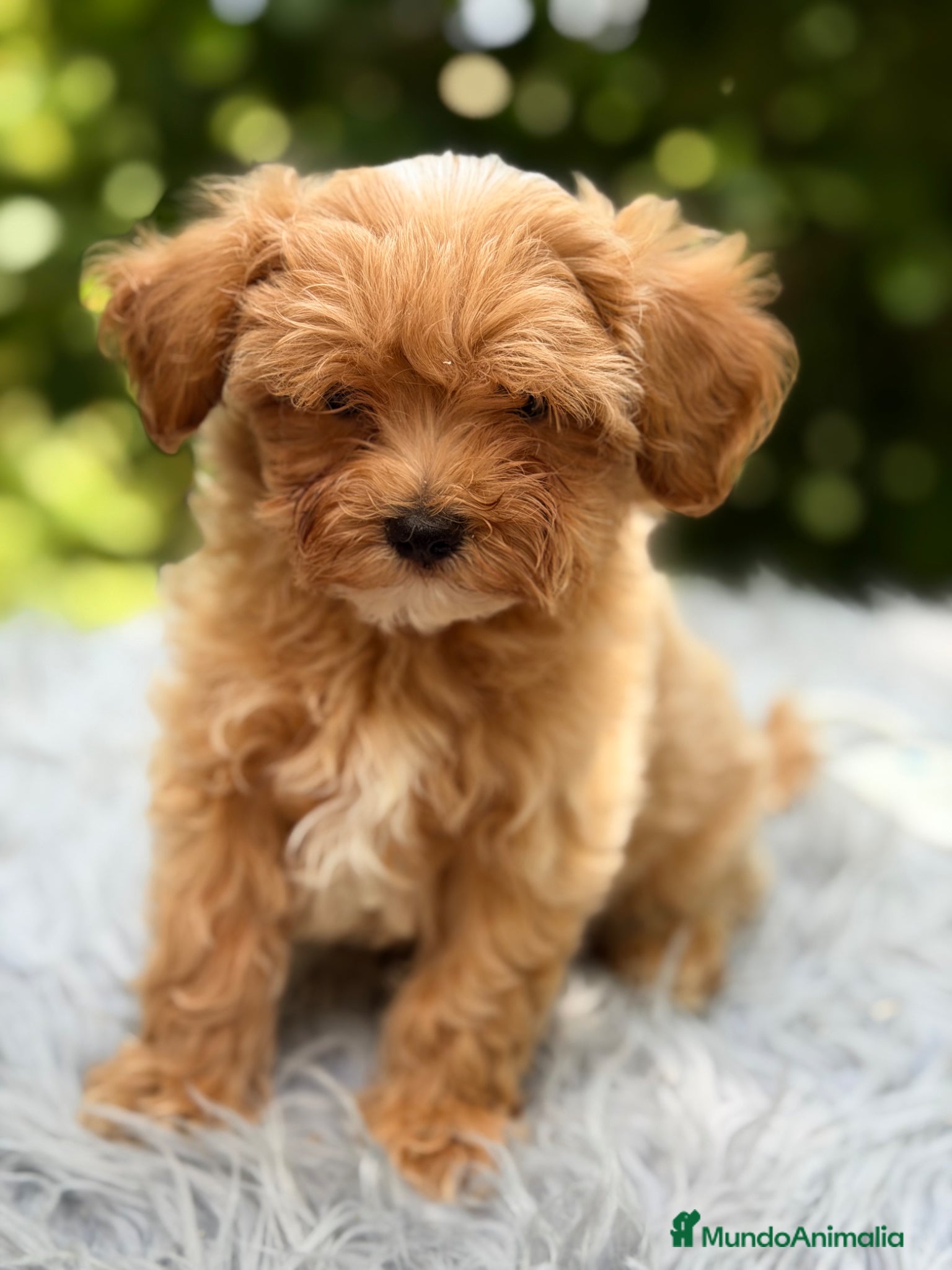 Maltipoo perros en venta: Maltipoo Minitoy macho  - Anuncio 1