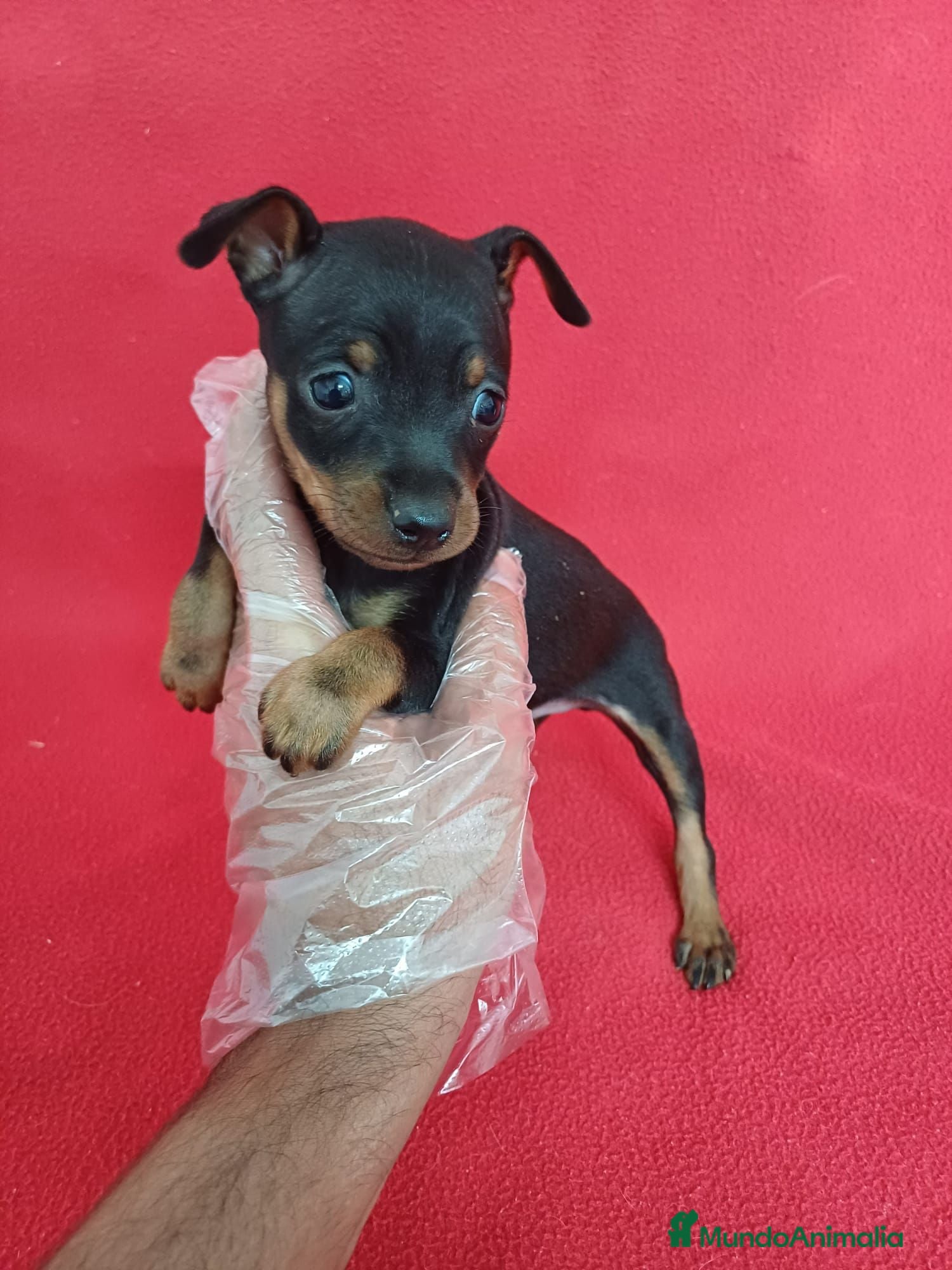 Pinscher Miniatura perros Pincher Mini  - Anuncio 2