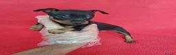 Pinscher Miniatura perros en venta: Pincher Mini  - Anuncio 1