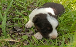Border Collie perros en venta: Border collie chocolate y merle - Imagen 8