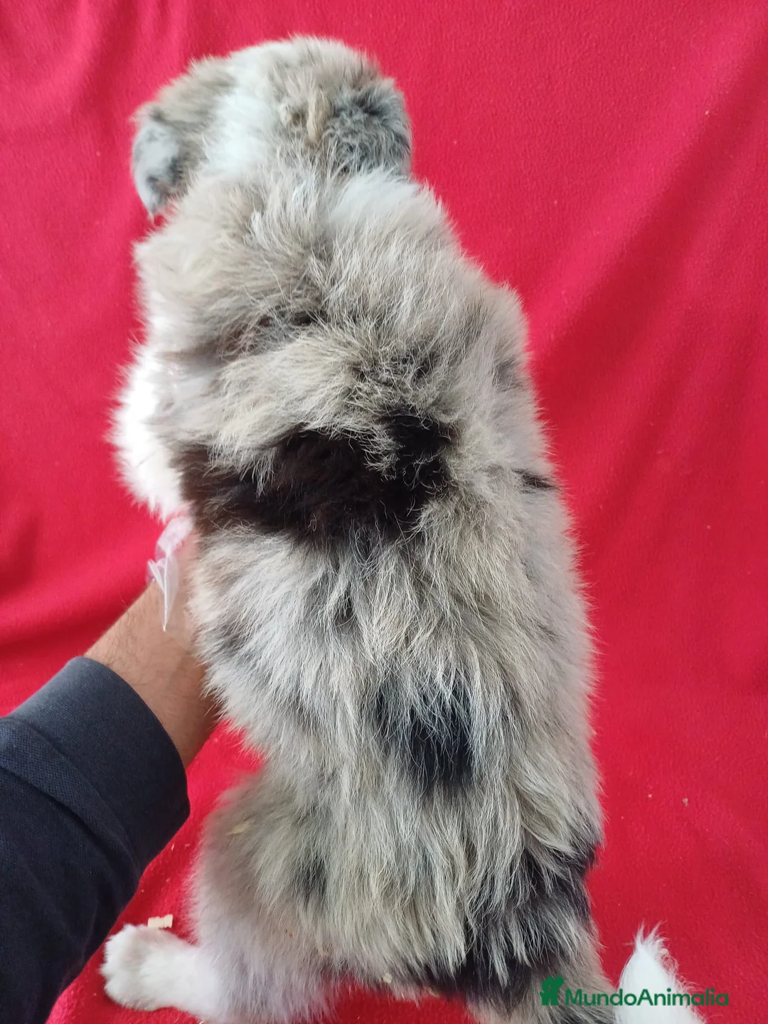 Border Collie perros en venta: Border Collie Merle  - Anuncio 4