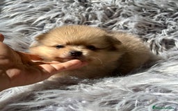 Pomerania perros en venta: POMERANIA TOY DISPONIBLES - Imagen 3