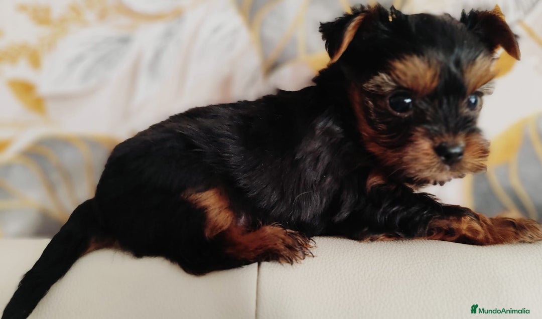 Yorkshire Terrier perros en venta: Yorkshire terrier toy - Anuncio 13