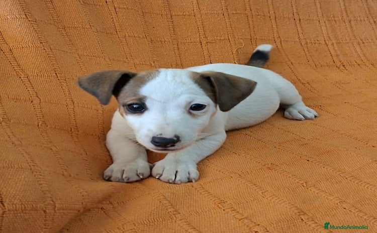 Jack Russell Terrier perros - Anuncio 8