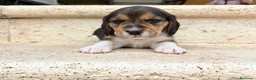 Beagle perros en venta: Beagle - Anuncio 3