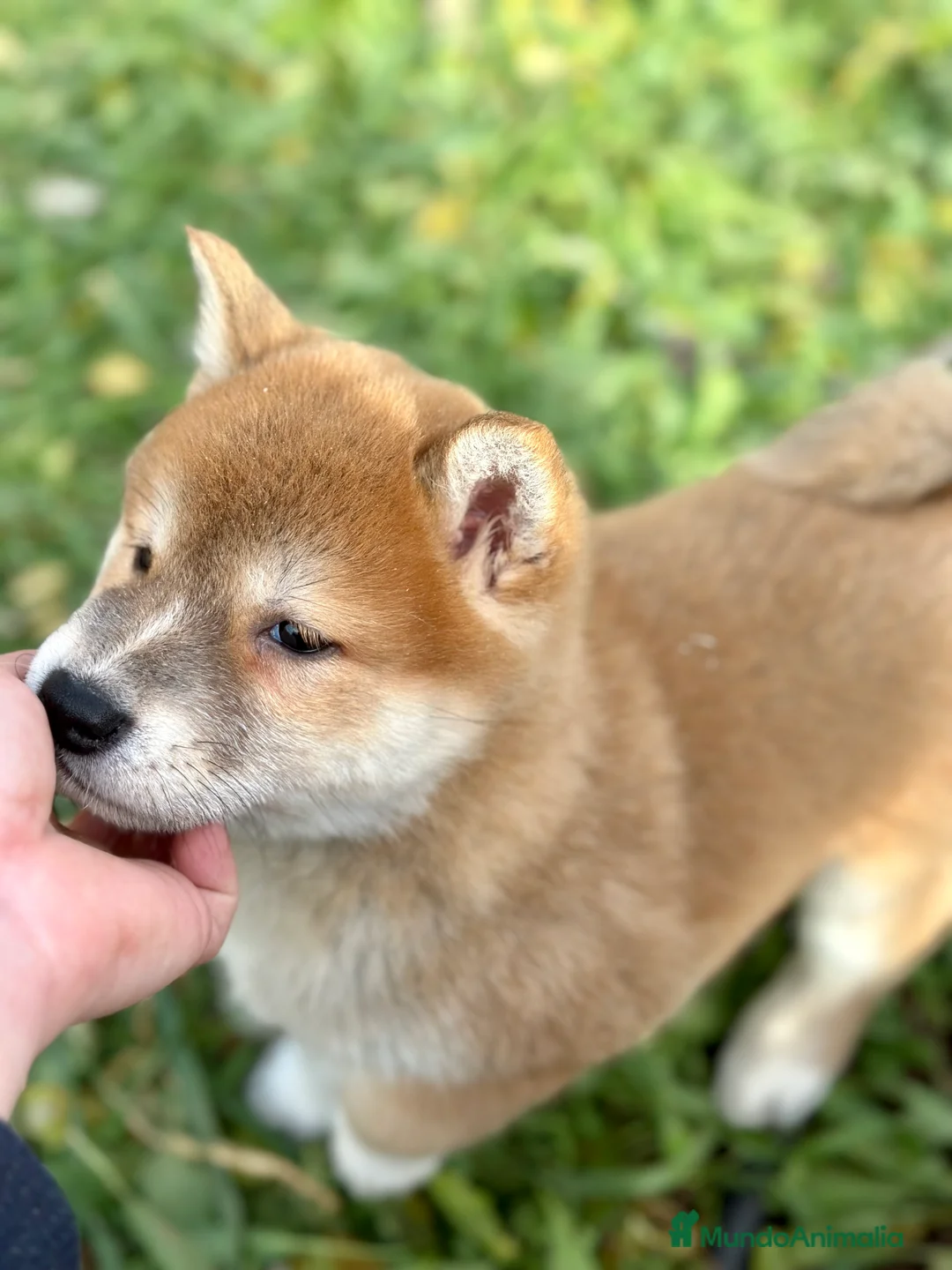 Shiba Inu perros en venta: ÚLTIMA SHIBA INU HEMBRA DISPONIBLE! en Barcelona - Anuncio 5