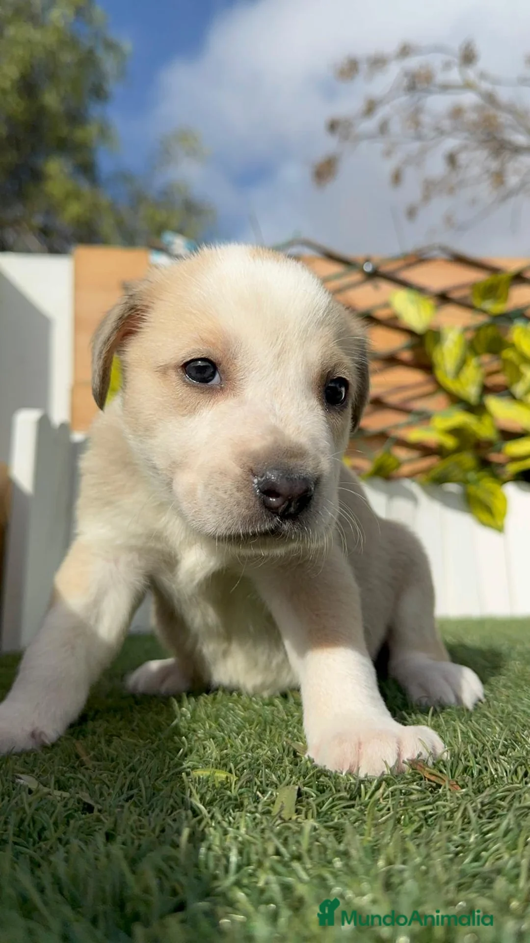 Mastín Español perros en venta: MASTIN ESPAÑOL - Anuncio 2