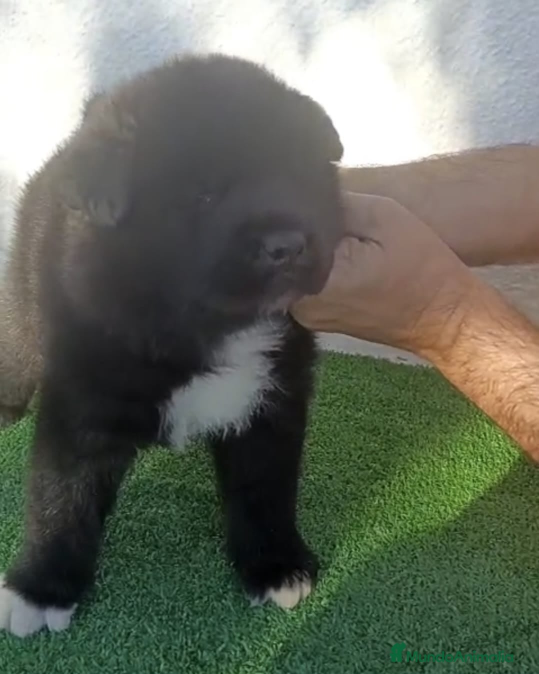 Akita Americano perros Akita Americano - Anuncio 2
