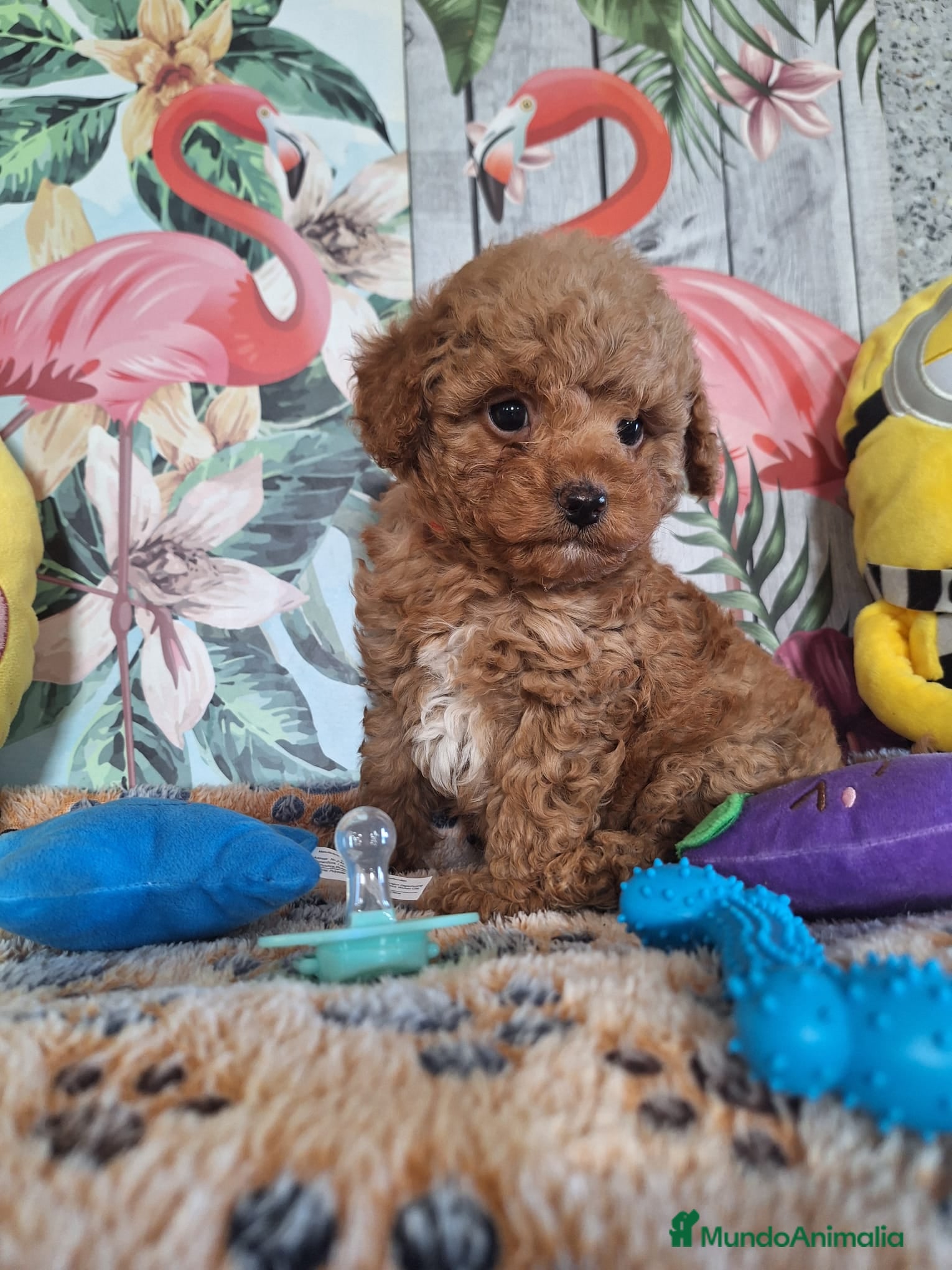 Raza Mixta perros Cachorros de Caniche  - Anuncio 2