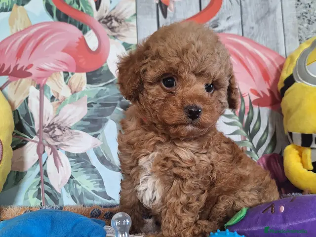 Raza Mixta perros en venta: Cachorros de Caniche - Anuncio 2