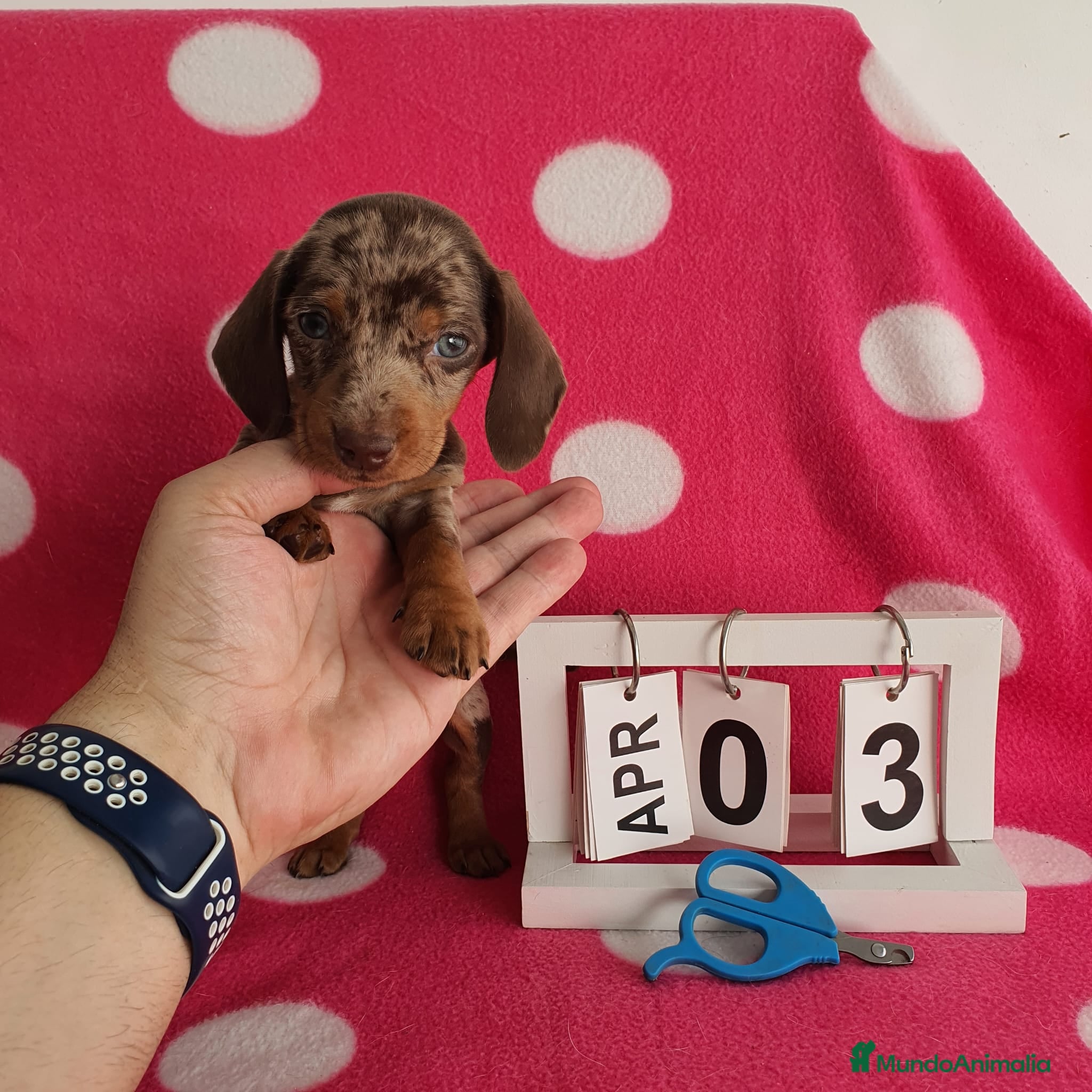 Teckel Miniatura perros Teckel miniatura arlequín  - Anuncio 1