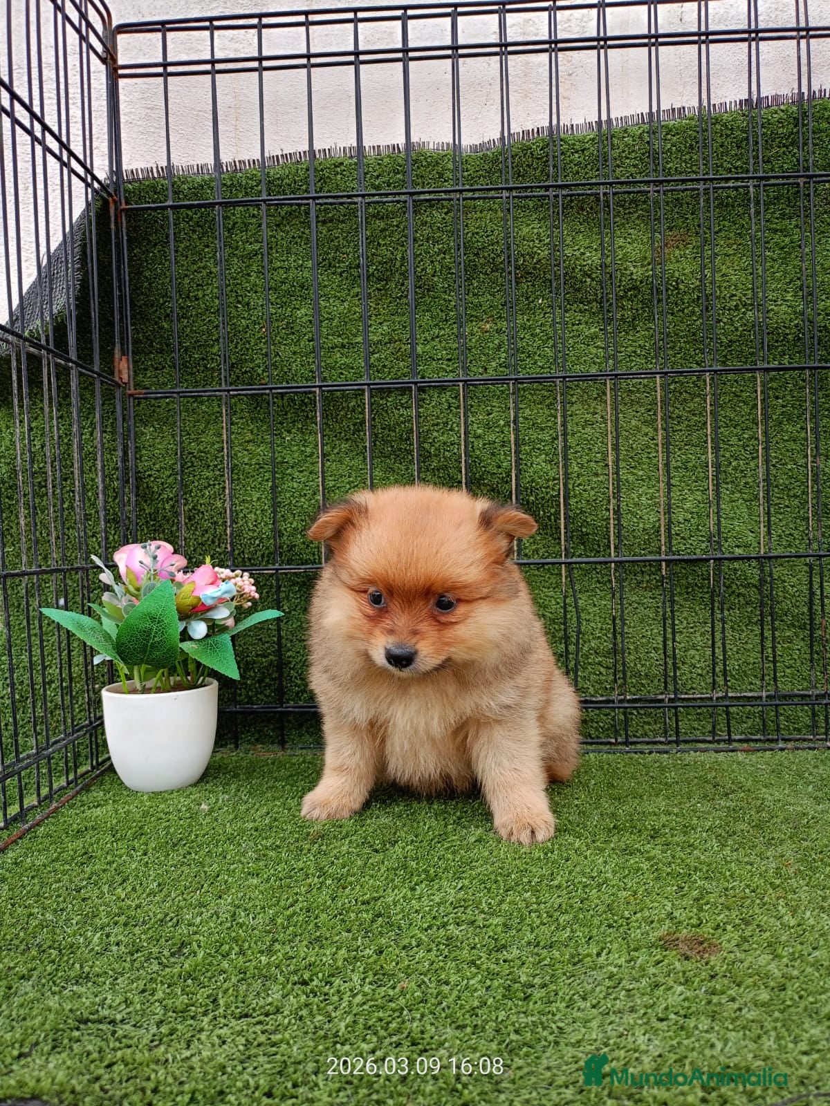 Pomerania perros POMERANIA - Anuncio 1