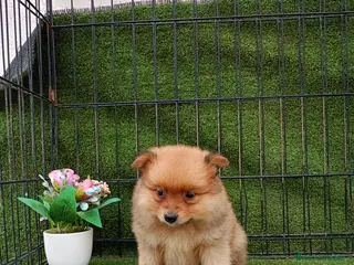 Pomerania perros POMERANIA - Anuncio 3