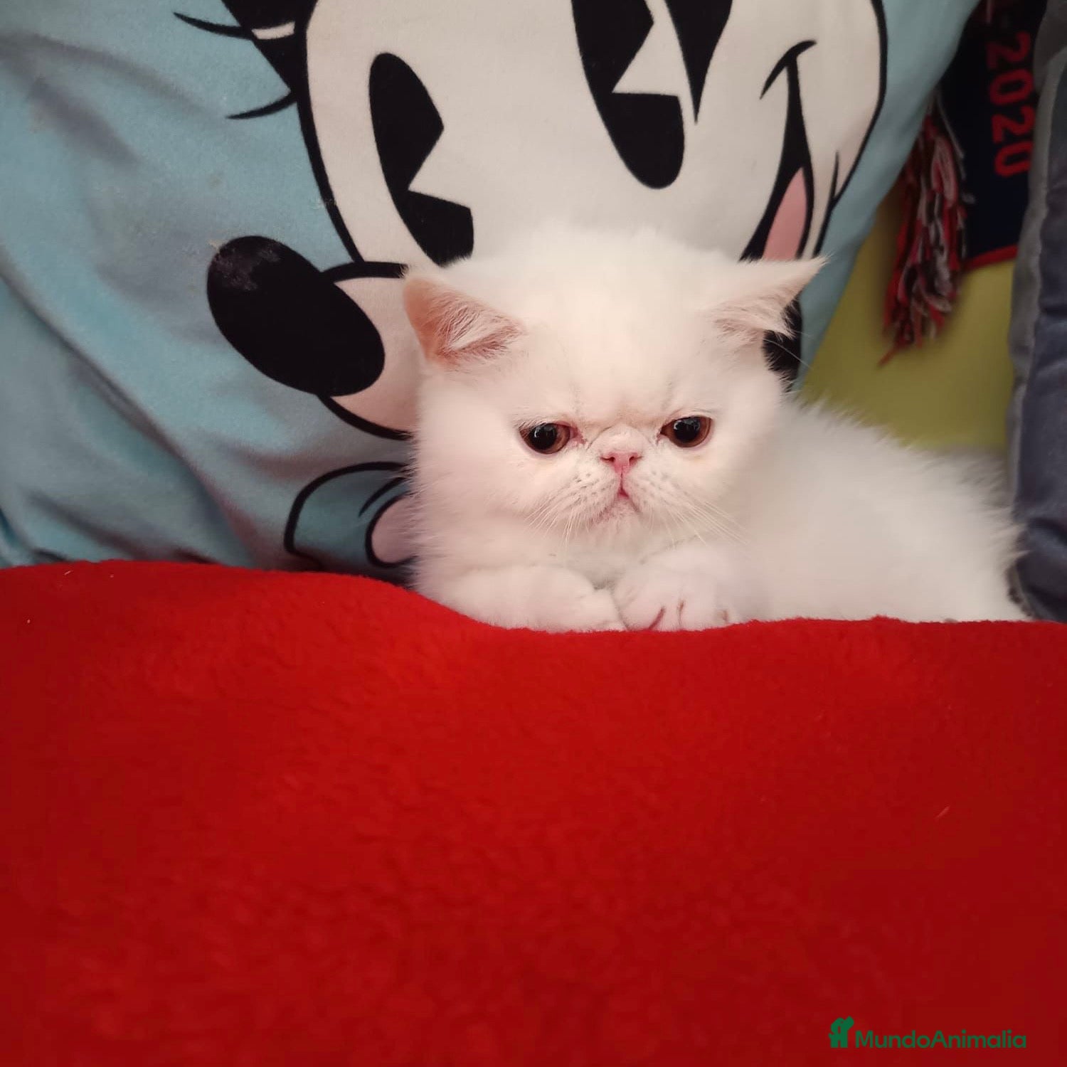 Persa gatos Persa Exótico  - Anuncio 6