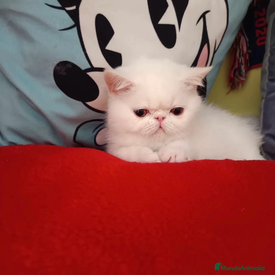 Persa gatos en venta: Persa Exótico  - Anuncio 1