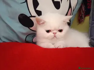 Persa gatos Persa Exótico - Anuncio 6