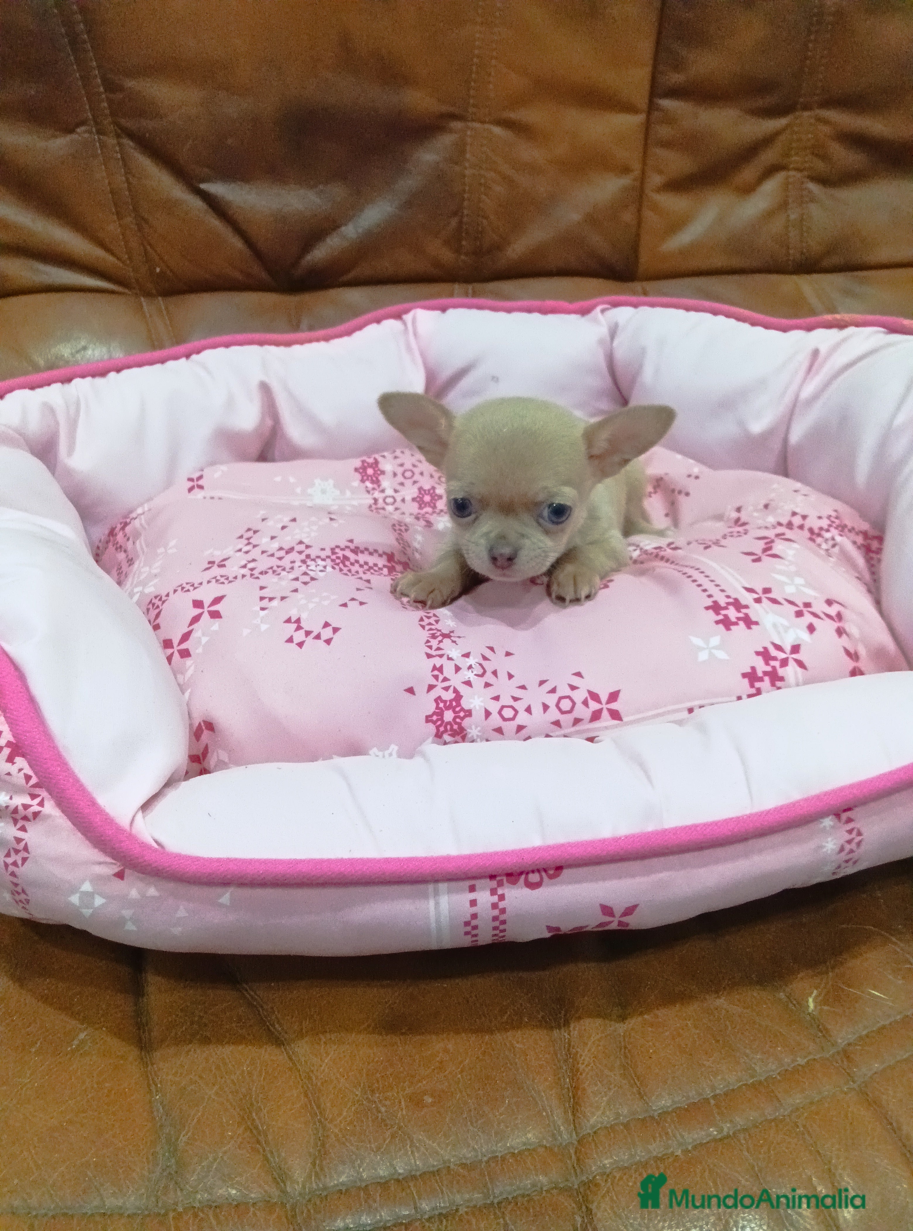 Chihuahua perros CHIHUAHUA toy  - Anuncio 2