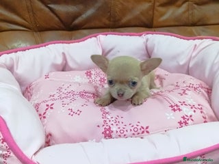 Chihuahua perros CHIHUAHUA toy - Anuncio 2