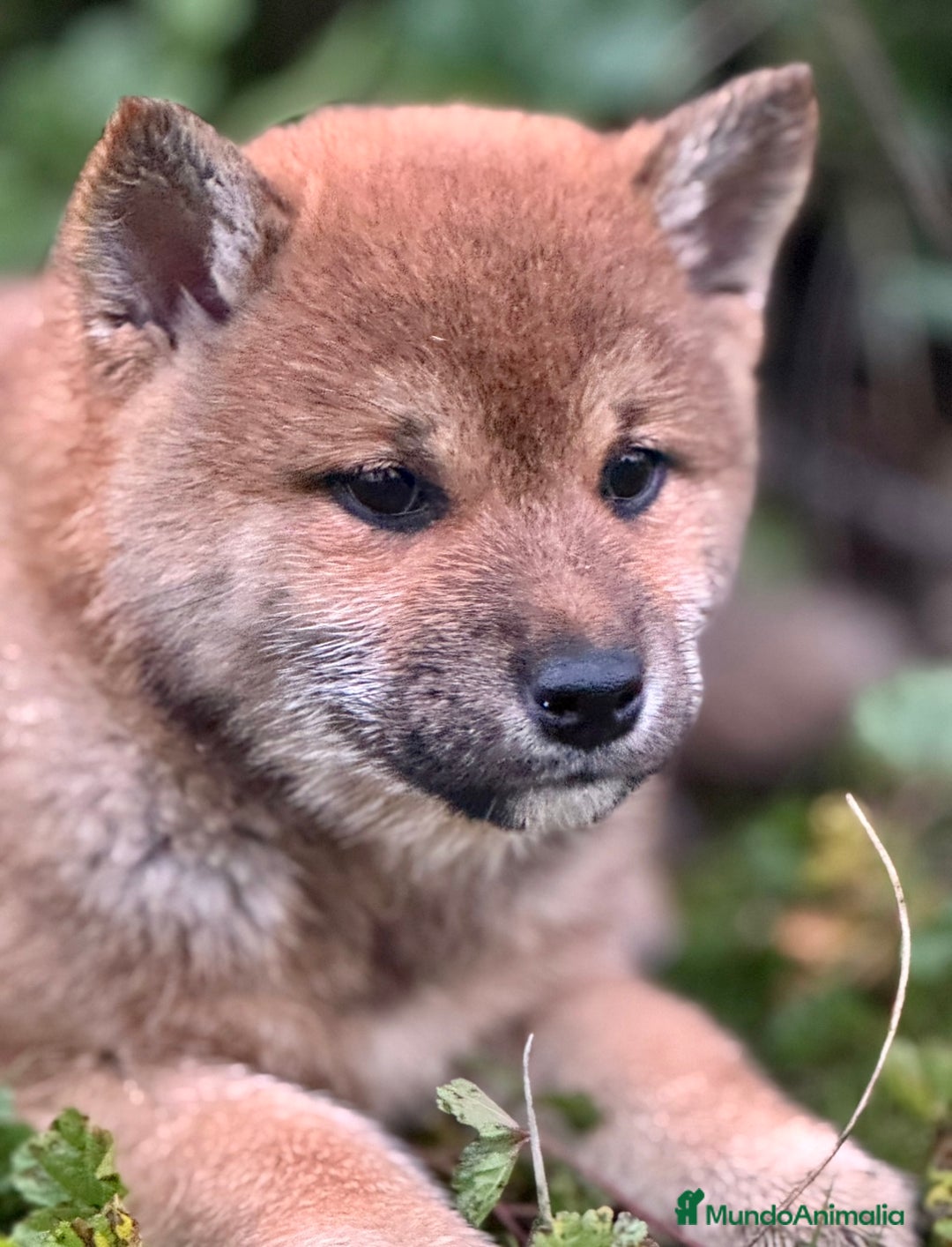 Shiba Inu perros en venta: Exclusivos Shiba Inu  - Anuncio 6