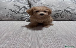 Caniche Toy perros en venta: Excelente ejemplar caniche toy - Imagen 1