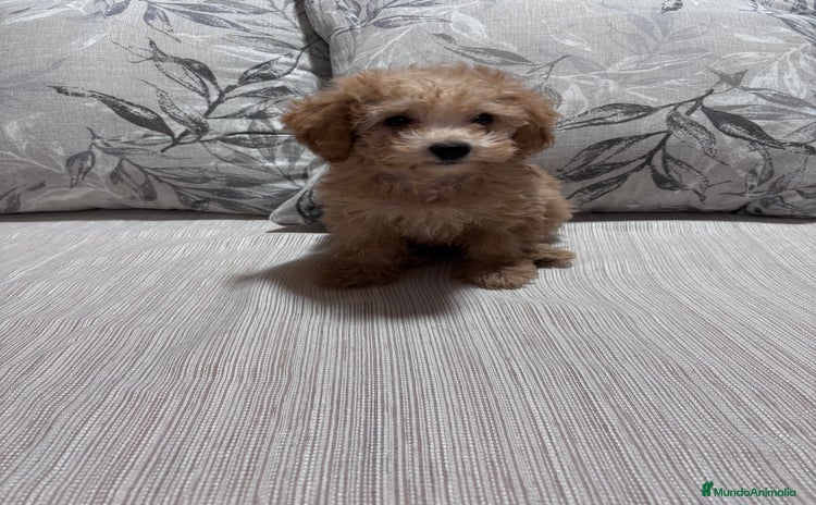 Caniche Toy perros - Anuncio 7