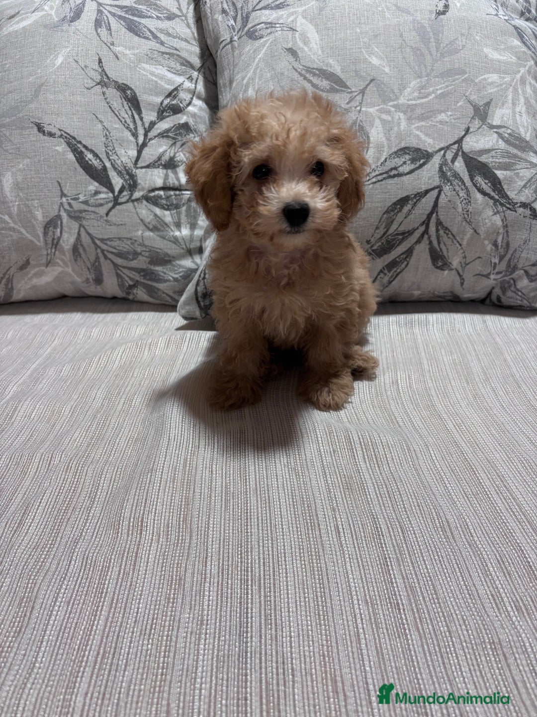 Caniche Toy perros en venta: Excelente ejemplar caniche toy - Imagen 1