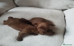 Caniche Toy perros en venta: CANICHES TOYS EXPECTACULARES  - Imagen 3
