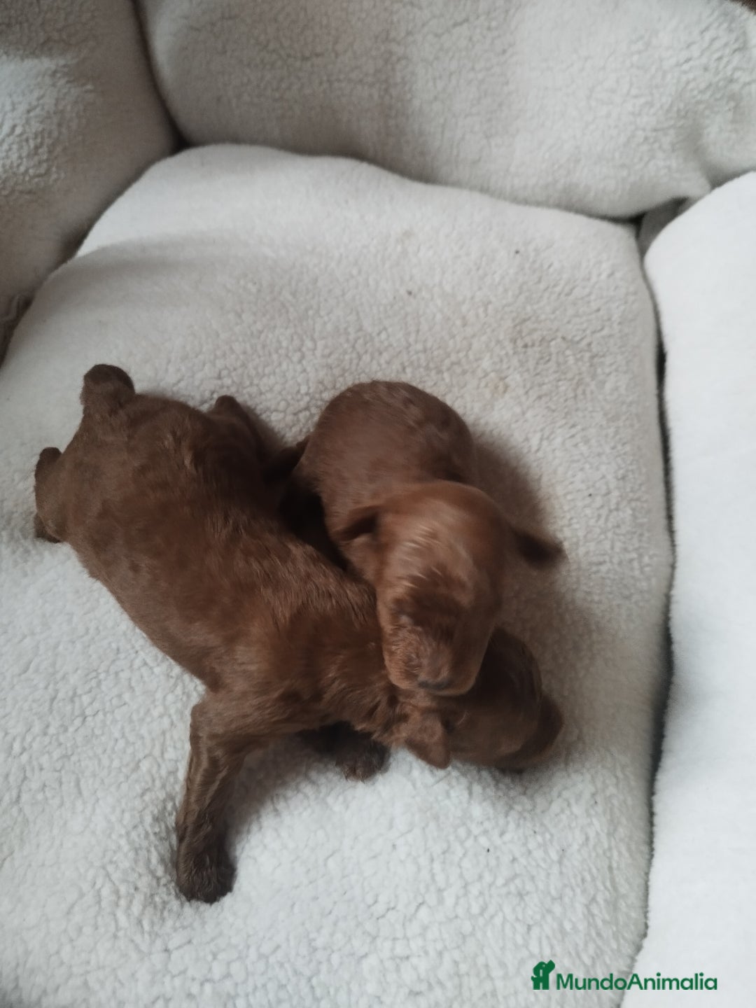 Caniche Toy perros en venta: CANICHES TOYS EXPECTACULARES  - Imagen 3
