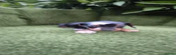 Teckel Miniatura perros en venta: preciosa camada teckel miniatura  - Anuncio 21