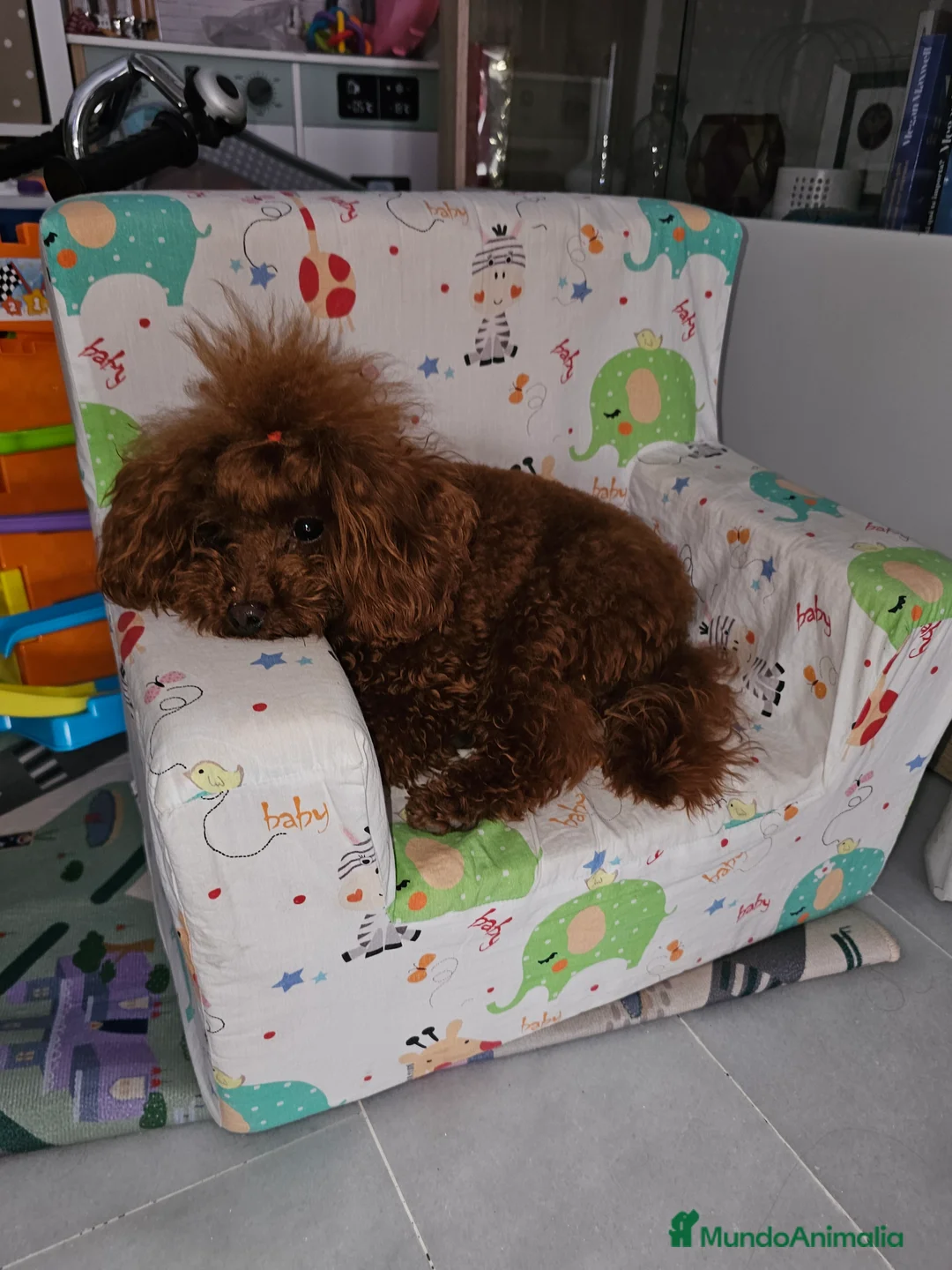 Caniche Toy perros en venta: CACHORROS CANICHES TOY LINEA ASIÁTICA  en Sevilla - Anuncio 4