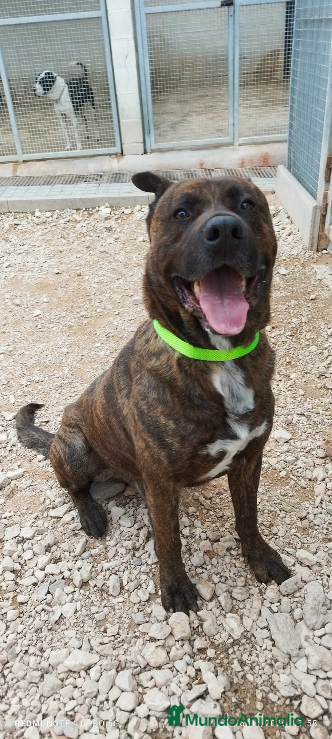 Raza Mixta perros en adopcion: ODÍN ❤️ en Adopción  - Anuncio 7