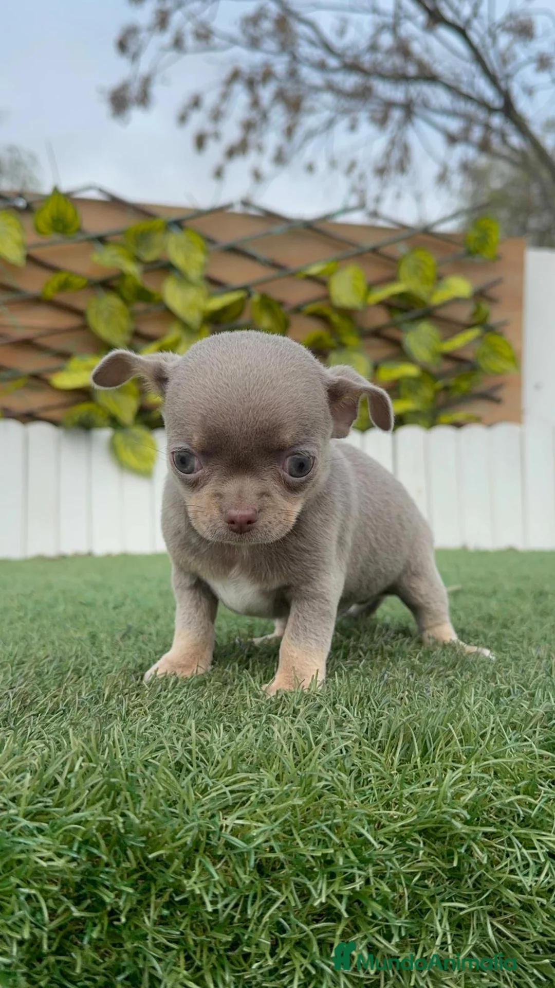 Chihuahua perros en venta: CHIHUAHUA LILAC AND TAN - Anuncio 13